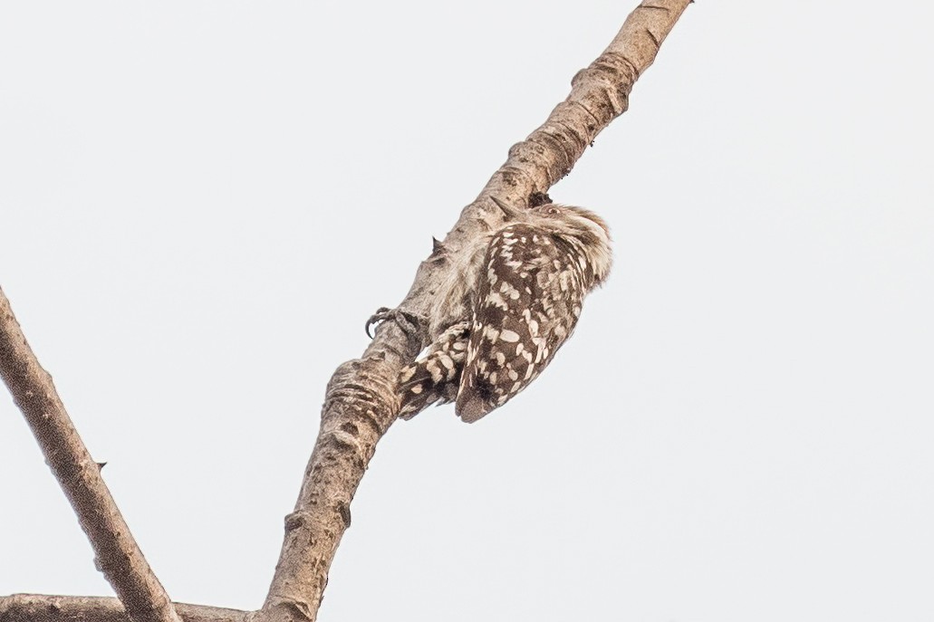 Brown-capped Pygmy Woodpecker - ML617267326