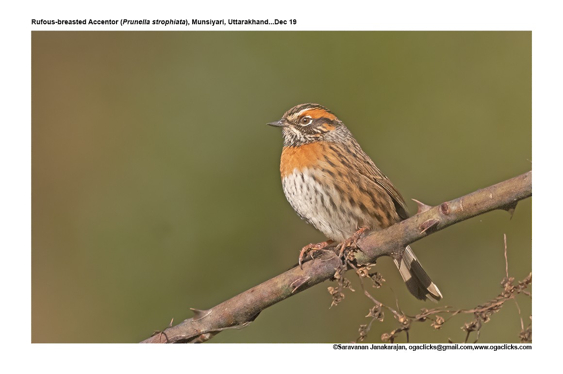 Rufous-breasted Accentor - ML617267338