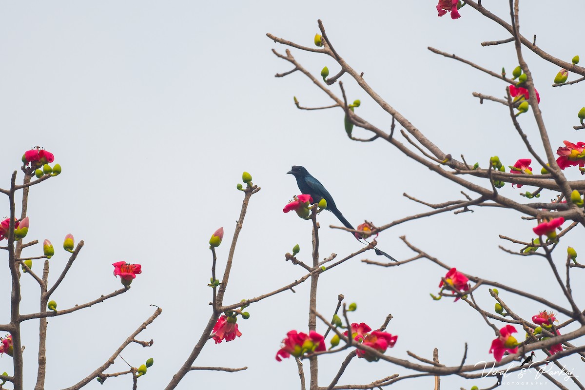Greater Racket-tailed Drongo - ML617267362