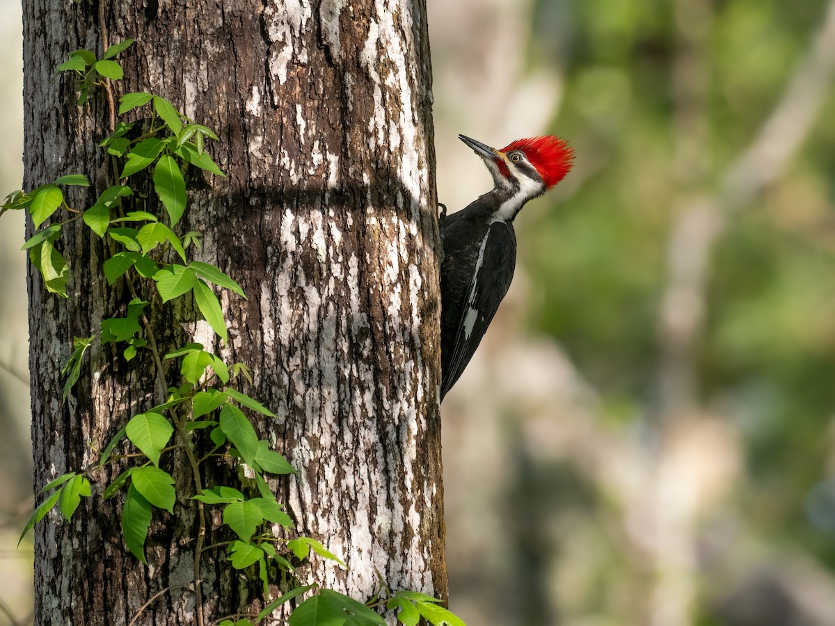 Pileated Woodpecker - Alan MacEachren