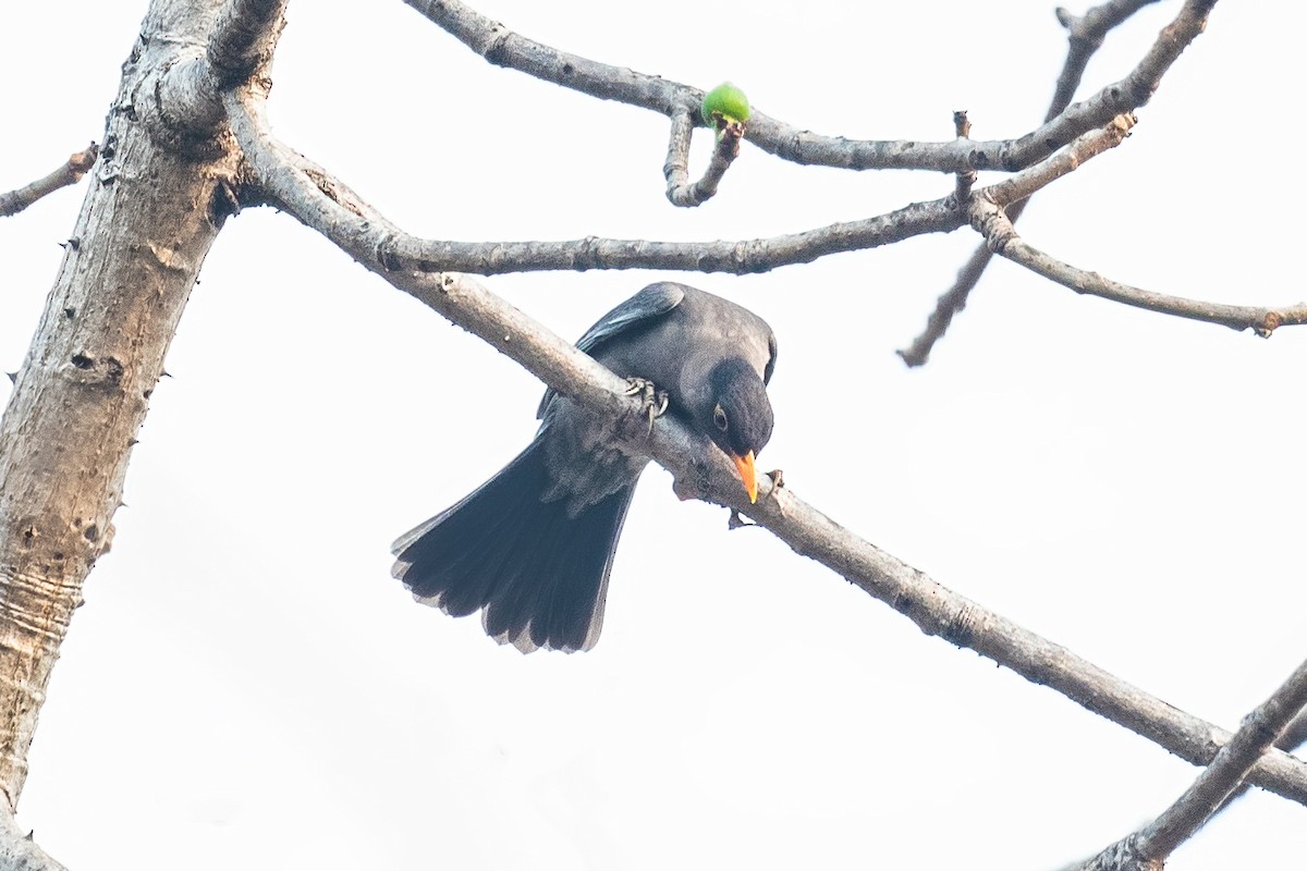 Indian Blackbird - Pankaj Maheria
