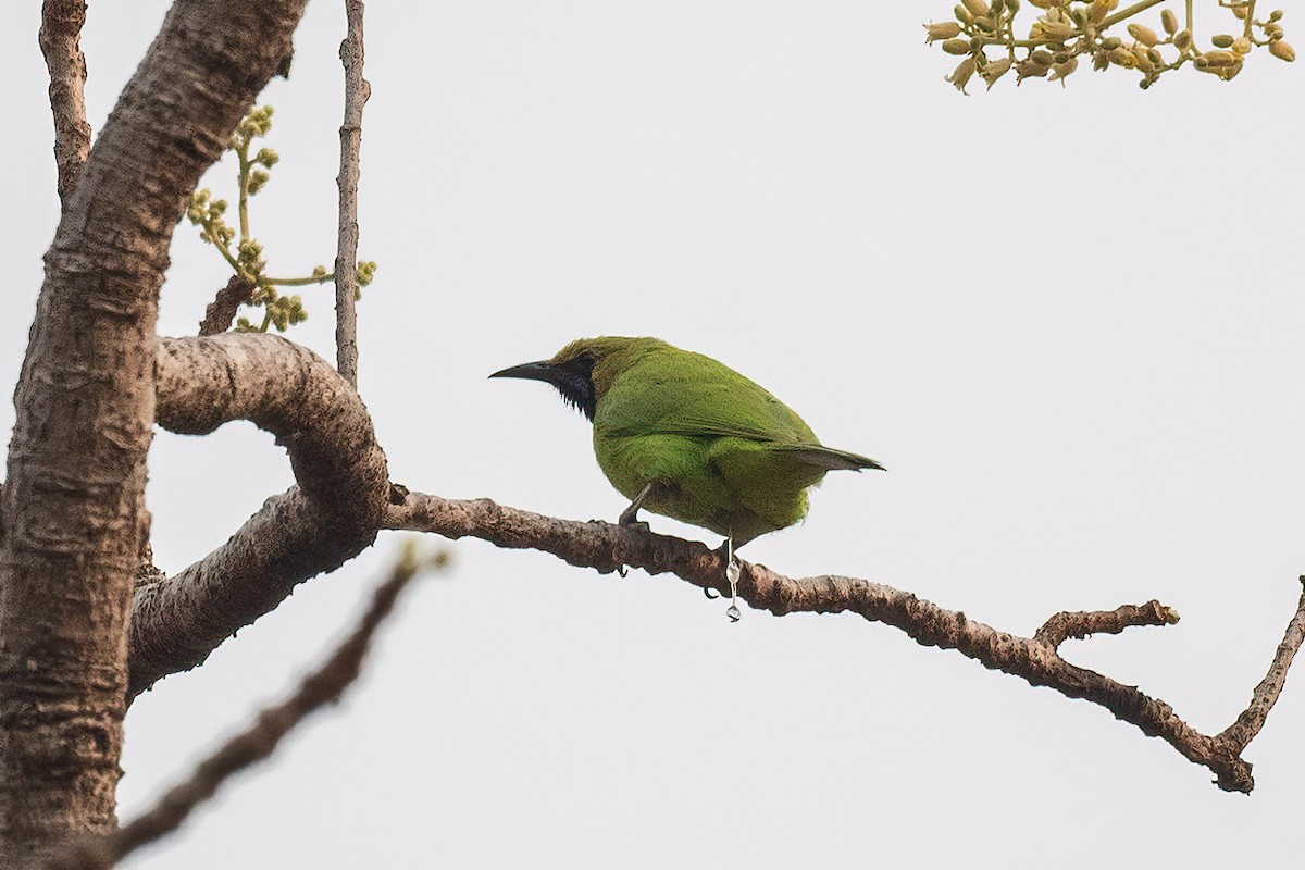Jerdon's Leafbird - Pankaj Maheria