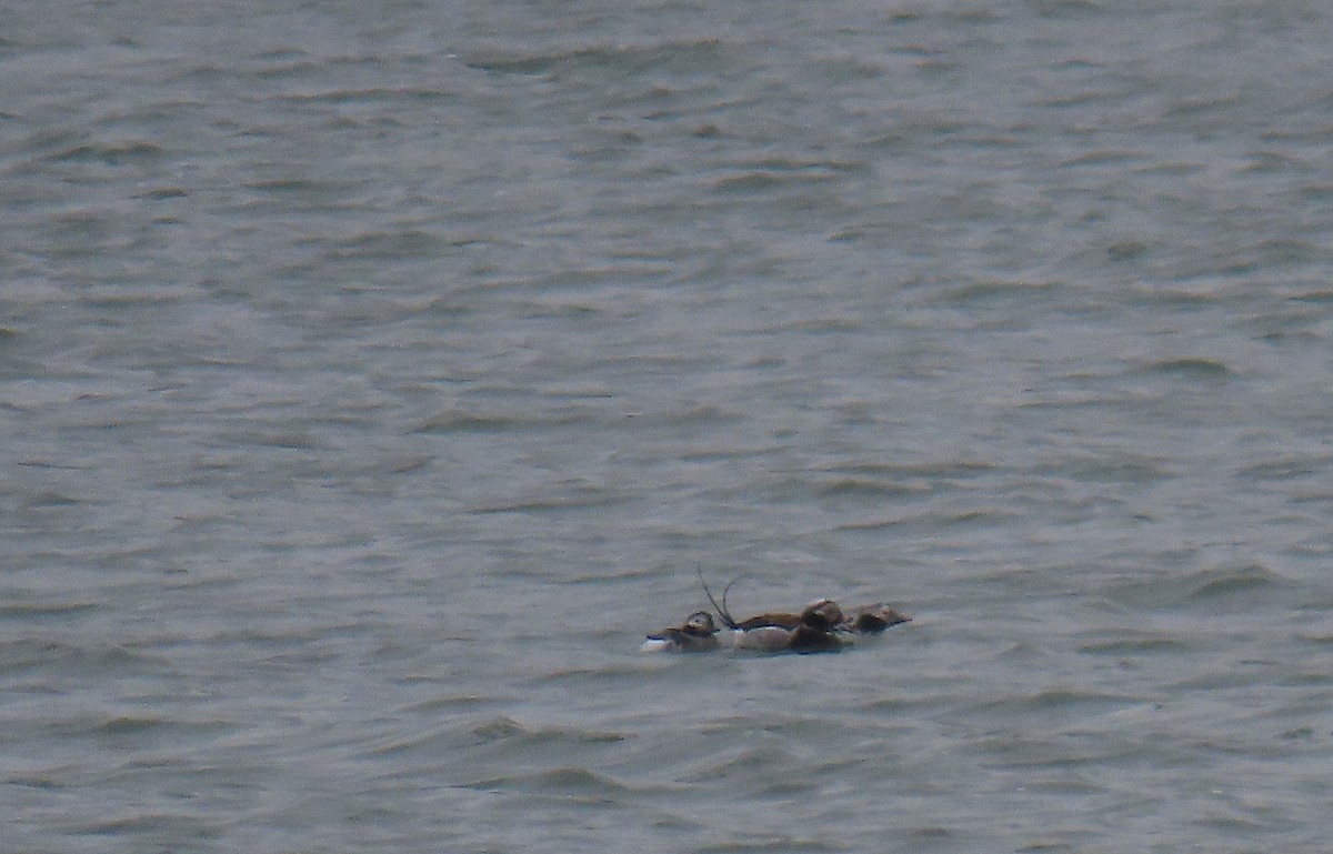 Long-tailed Duck - ML617267553