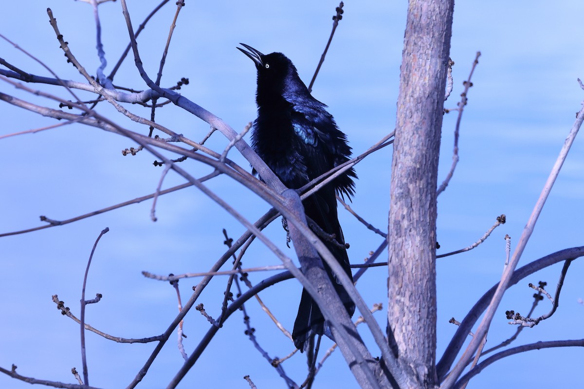 Great-tailed Grackle - ML617267818