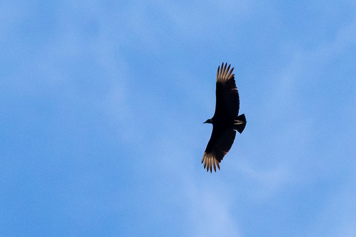Black Vulture - ML617267941