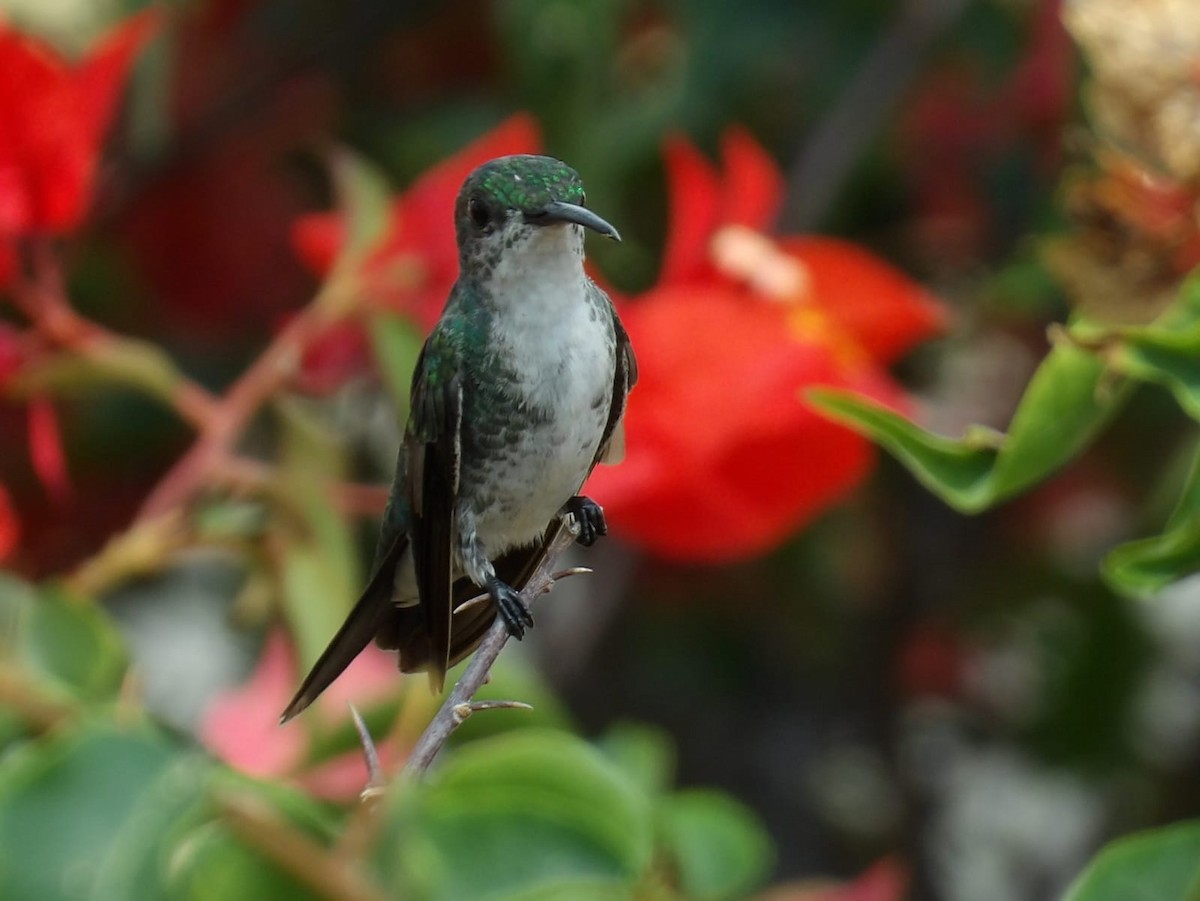 kolibřík safírovohrdlý - ML617267976