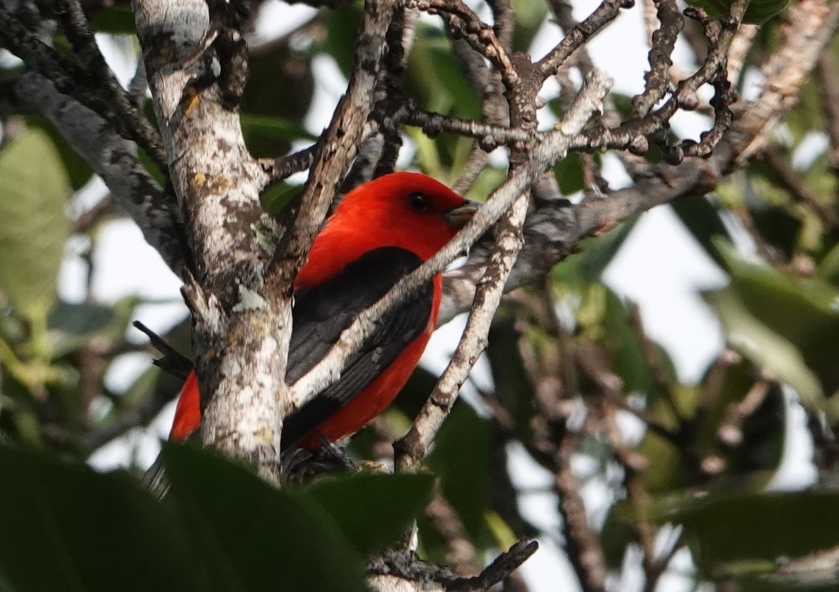Scarlet Tanager - ML617267980