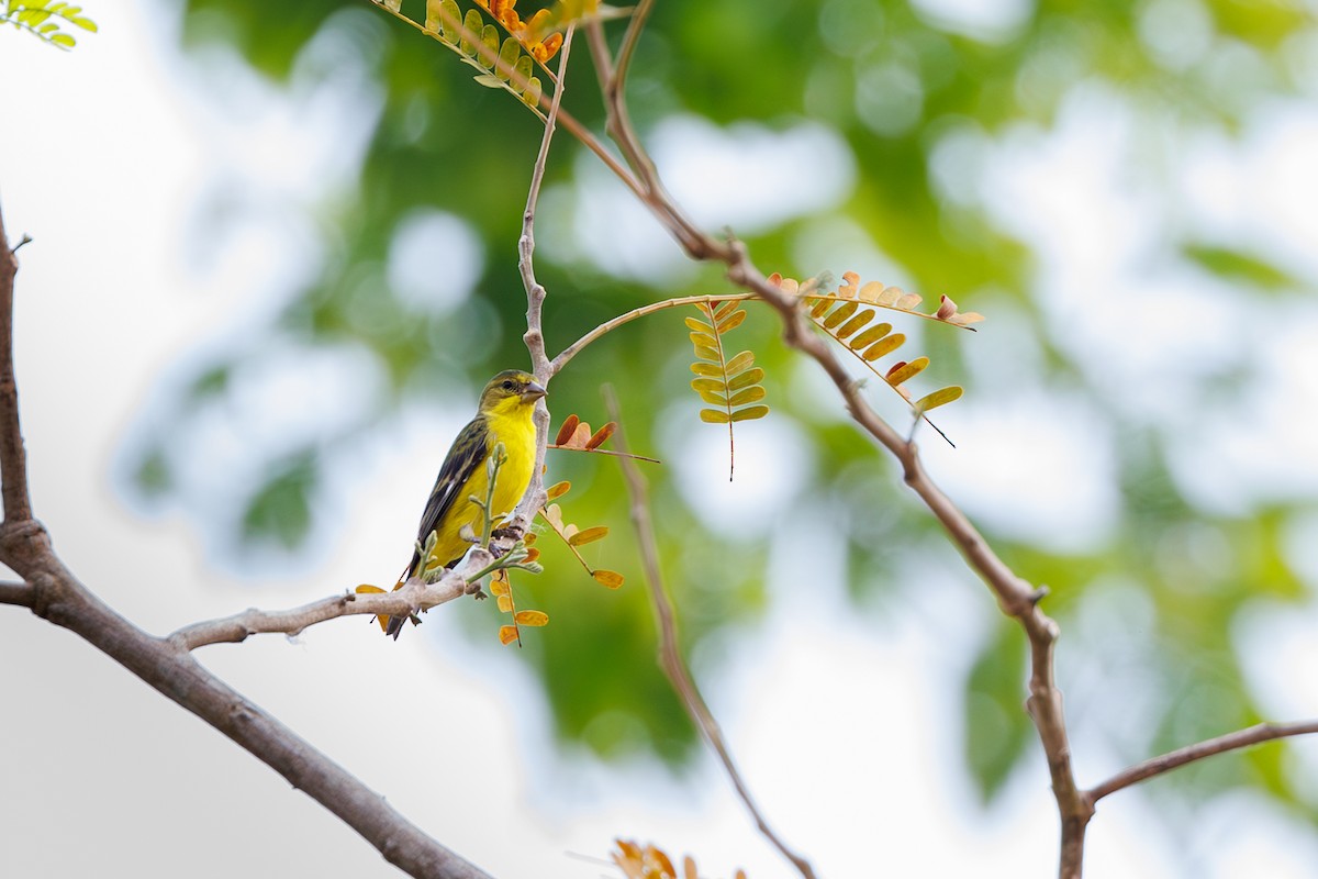Lesser Goldfinch - Hernan Riverol