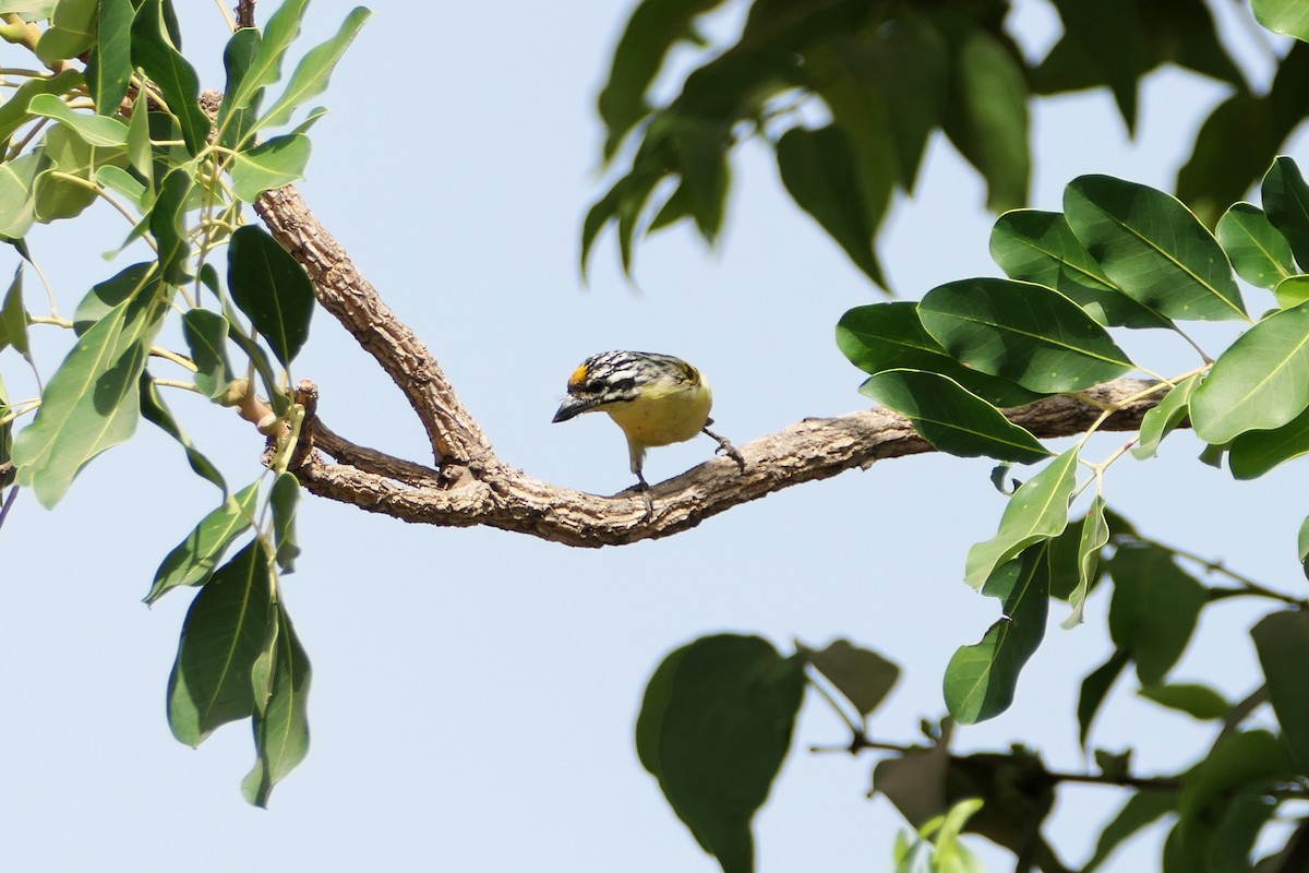 Yellow-fronted Tinkerbird - Wolfgang Ahlmer