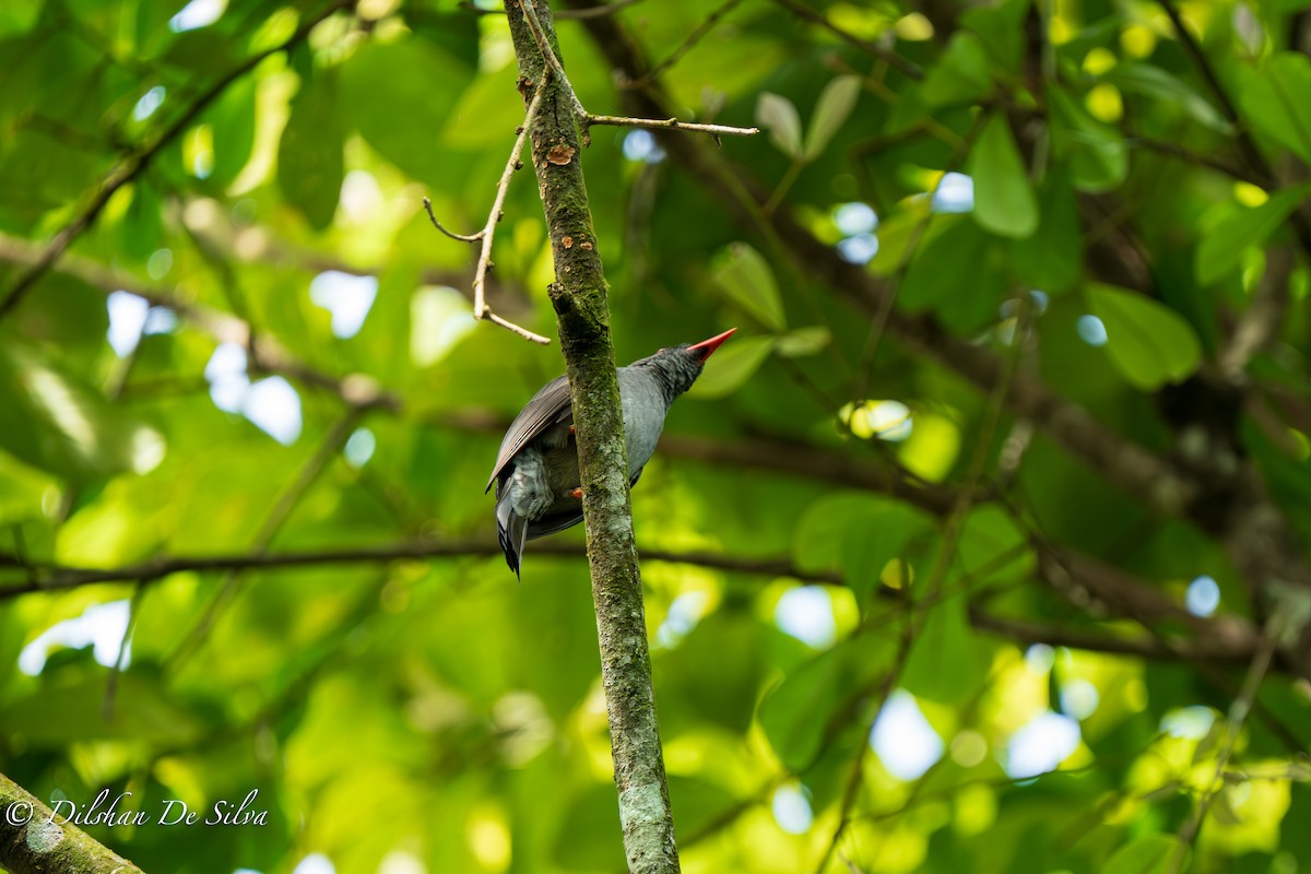 Square-tailed Bulbul - Dilshan De Silva