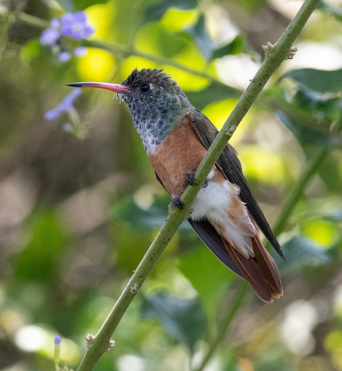 Amazilia Hummingbird - ML617268256