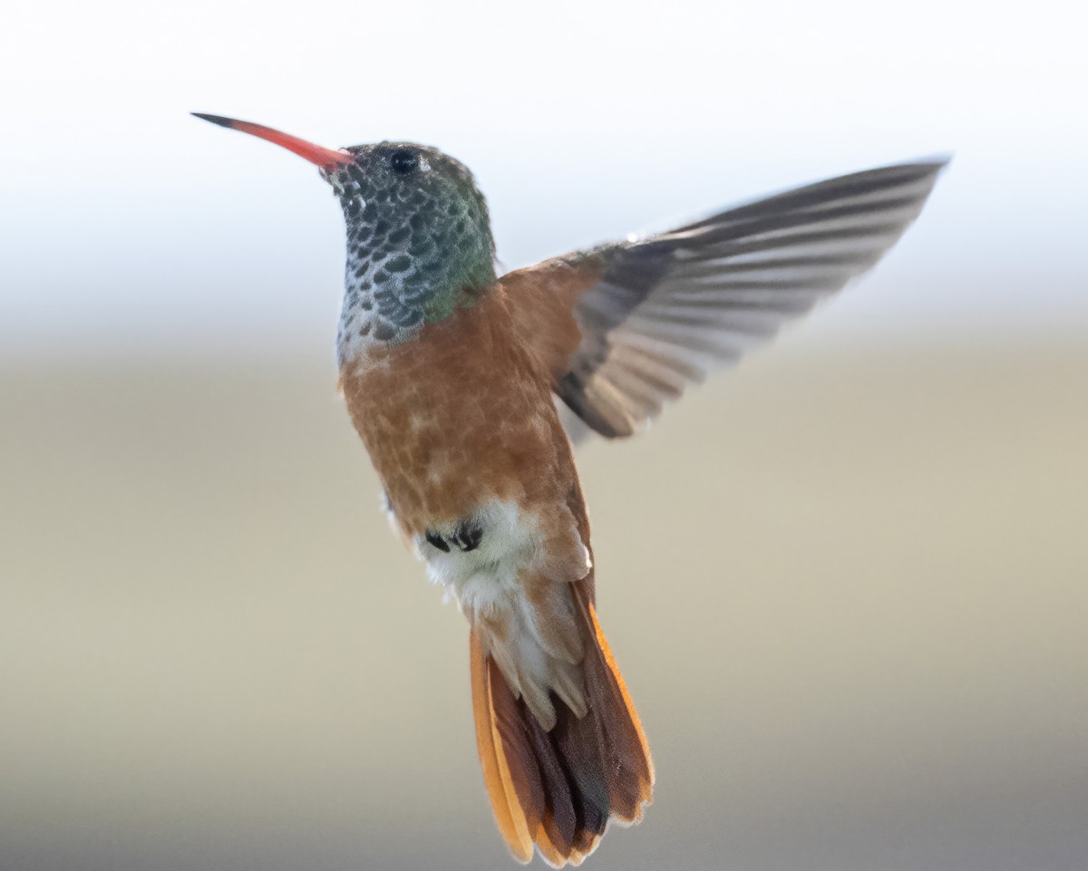 Amazilia Hummingbird - ML617268259