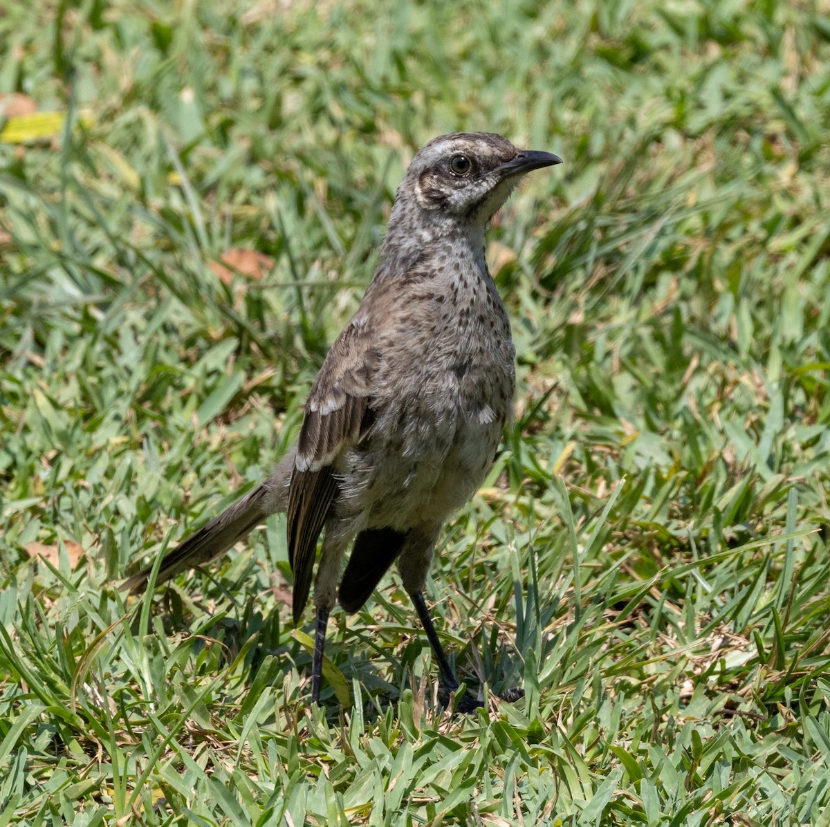 Long-tailed Mockingbird - ML617268267