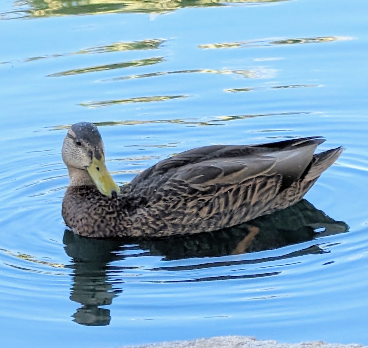 Mexican Duck - ML617268347