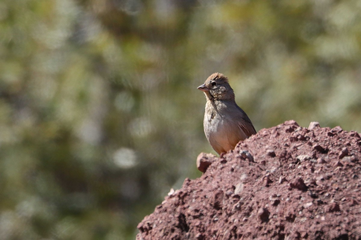Rufous-crowned Sparrow - ML617268357