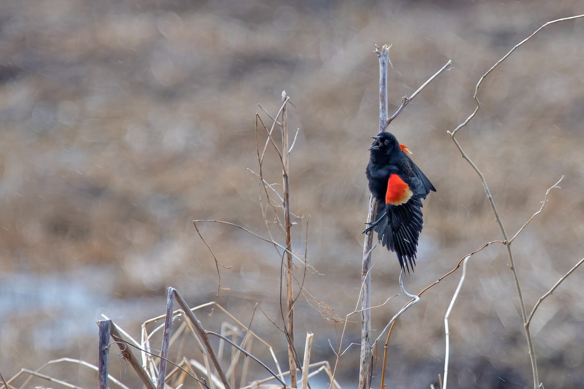 Red-winged Blackbird - ML617268360