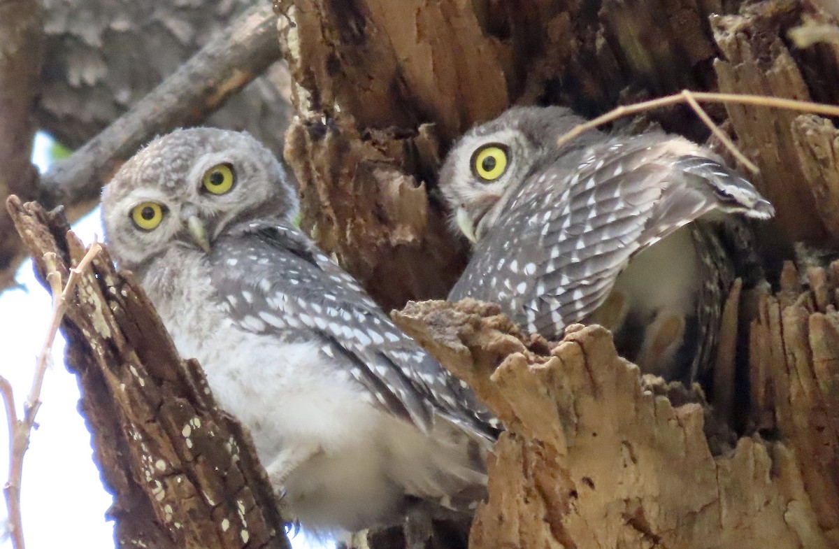 Spotted Owlet - ML617268410