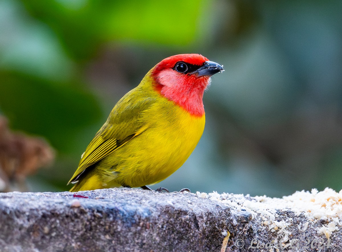 Red-headed Tanager - ML617268457