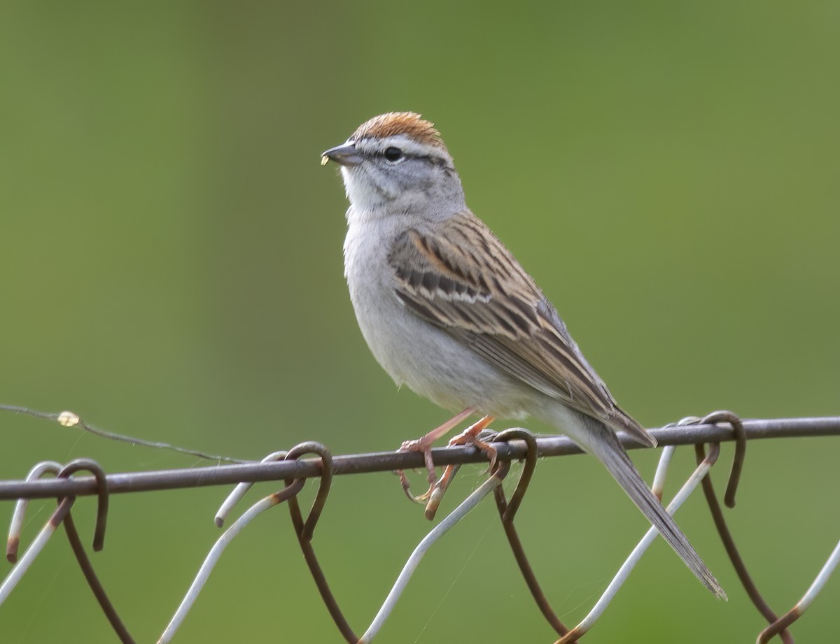 Chipping Sparrow - ML617268469