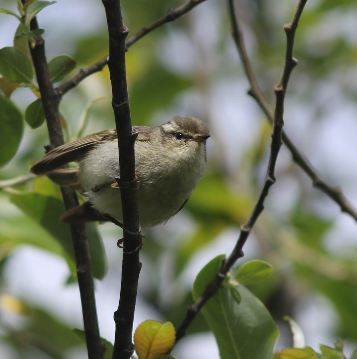Hume's Warbler - ML61726861