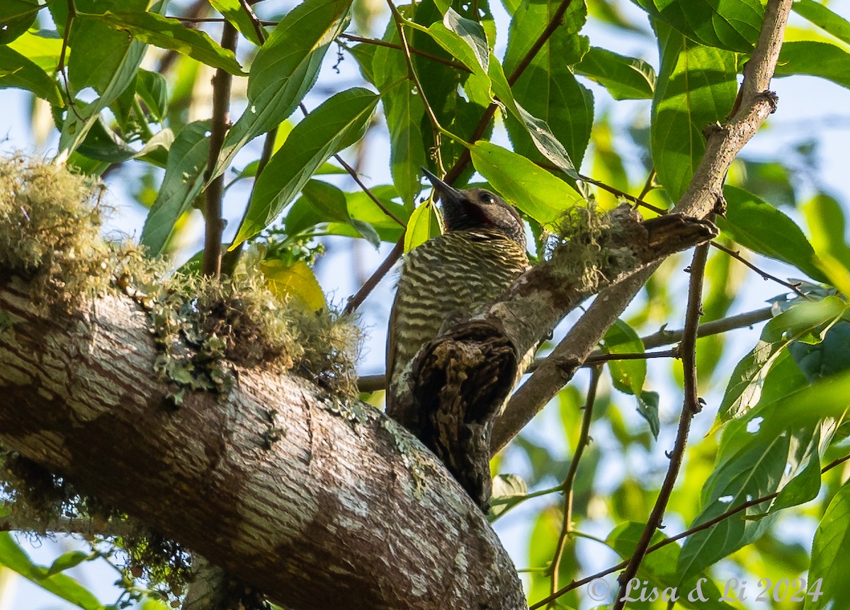 Gray-crowned Woodpecker - ML617268659