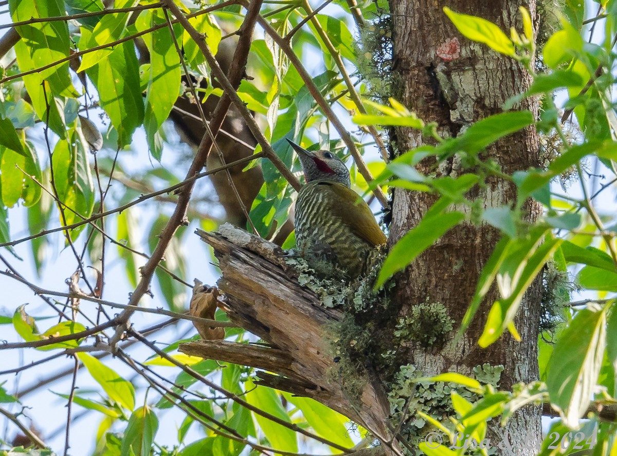 Gray-crowned Woodpecker - ML617268660