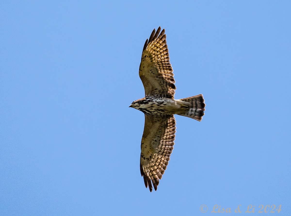 Broad-winged Hawk (Northern) - ML617268803