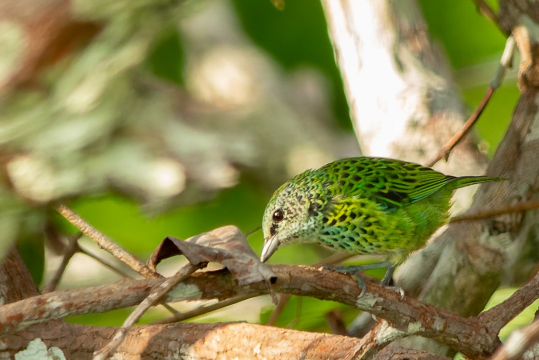 Spotted Tanager - ML617268807