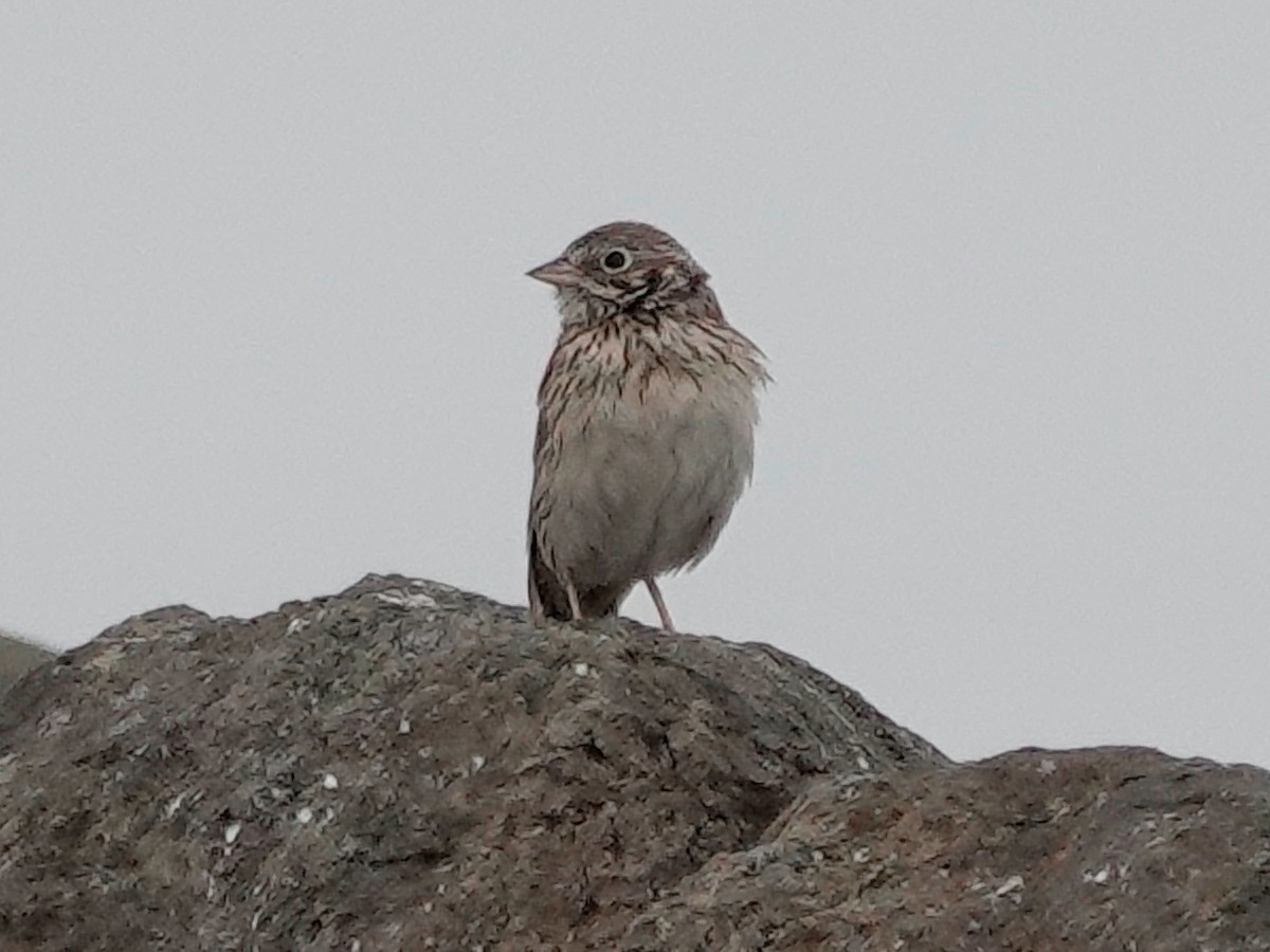 Vesper Sparrow - ML617268813