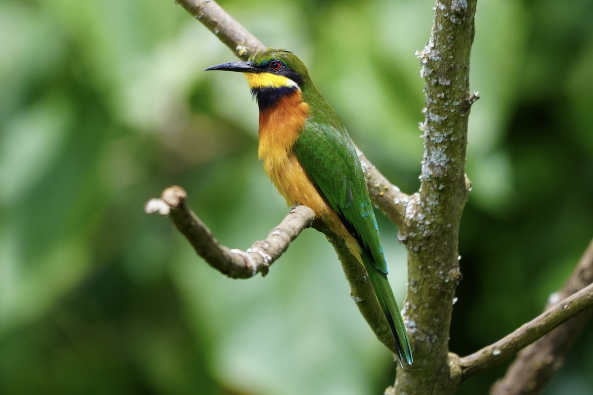 Cinnamon-chested Bee-eater - Greg Hertler