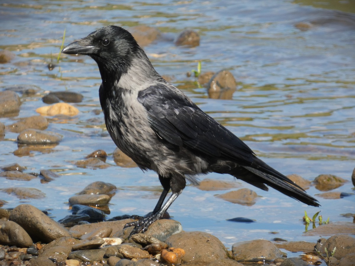 Carrion x Hooded Crow (hybrid) - ML617268856