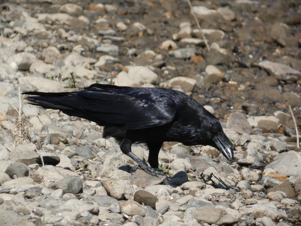 Common Raven - ML617268864