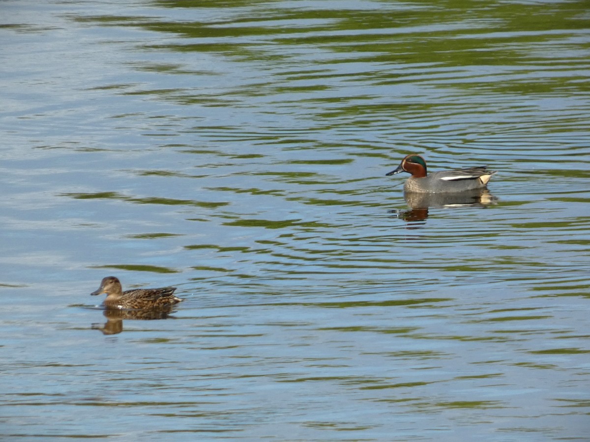 Green-winged Teal - ML617268871