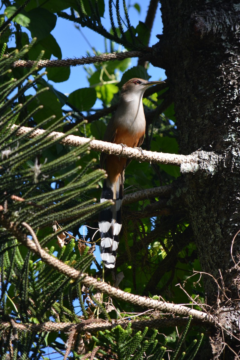 Puerto Rican Lizard-Cuckoo - ML617268958