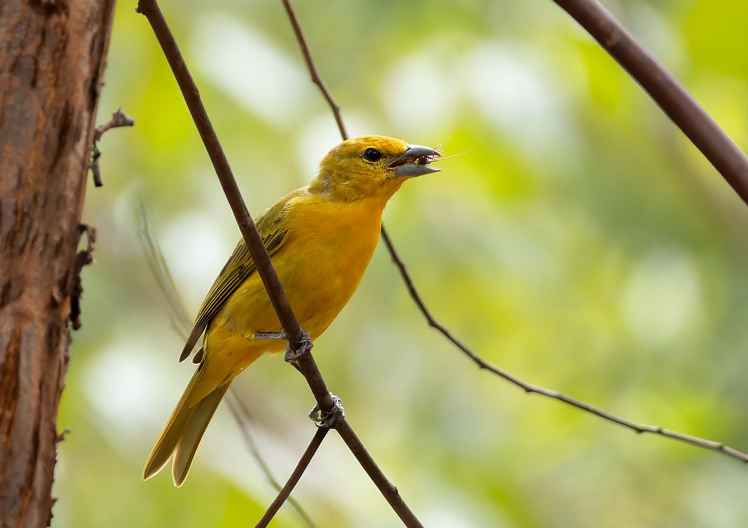 Hepatic Tanager - ML617269001