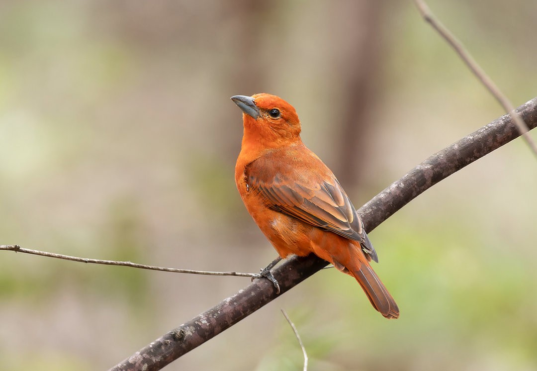 Hepatic Tanager - ML617269002