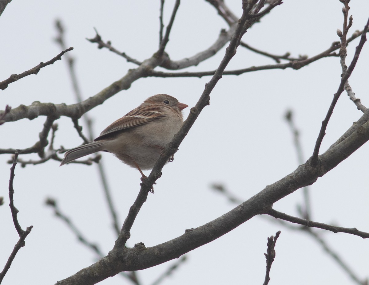 Field Sparrow - ML617269160
