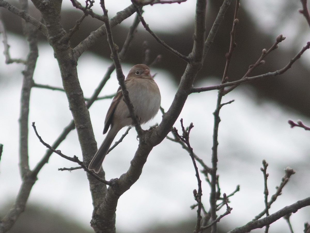 Field Sparrow - ML617269161