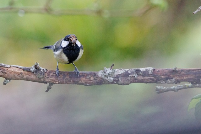 Feeding on a spider (Araneae). - Great Tit - 