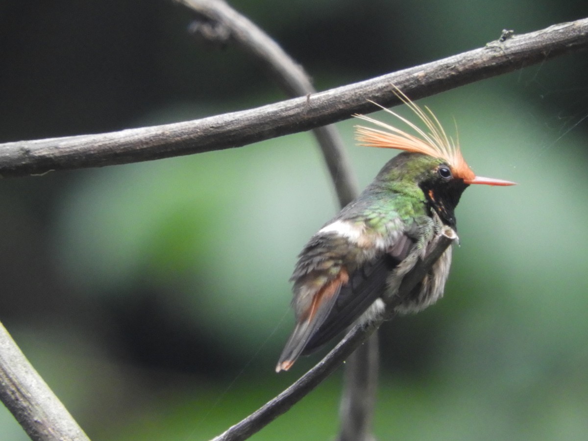 Rufous-crested Coquette - Wendy Beers
