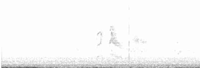 Weißbauch-Dickichtschlüpfer - ML617269309