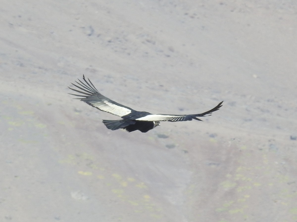 Andean Condor - ML617269446