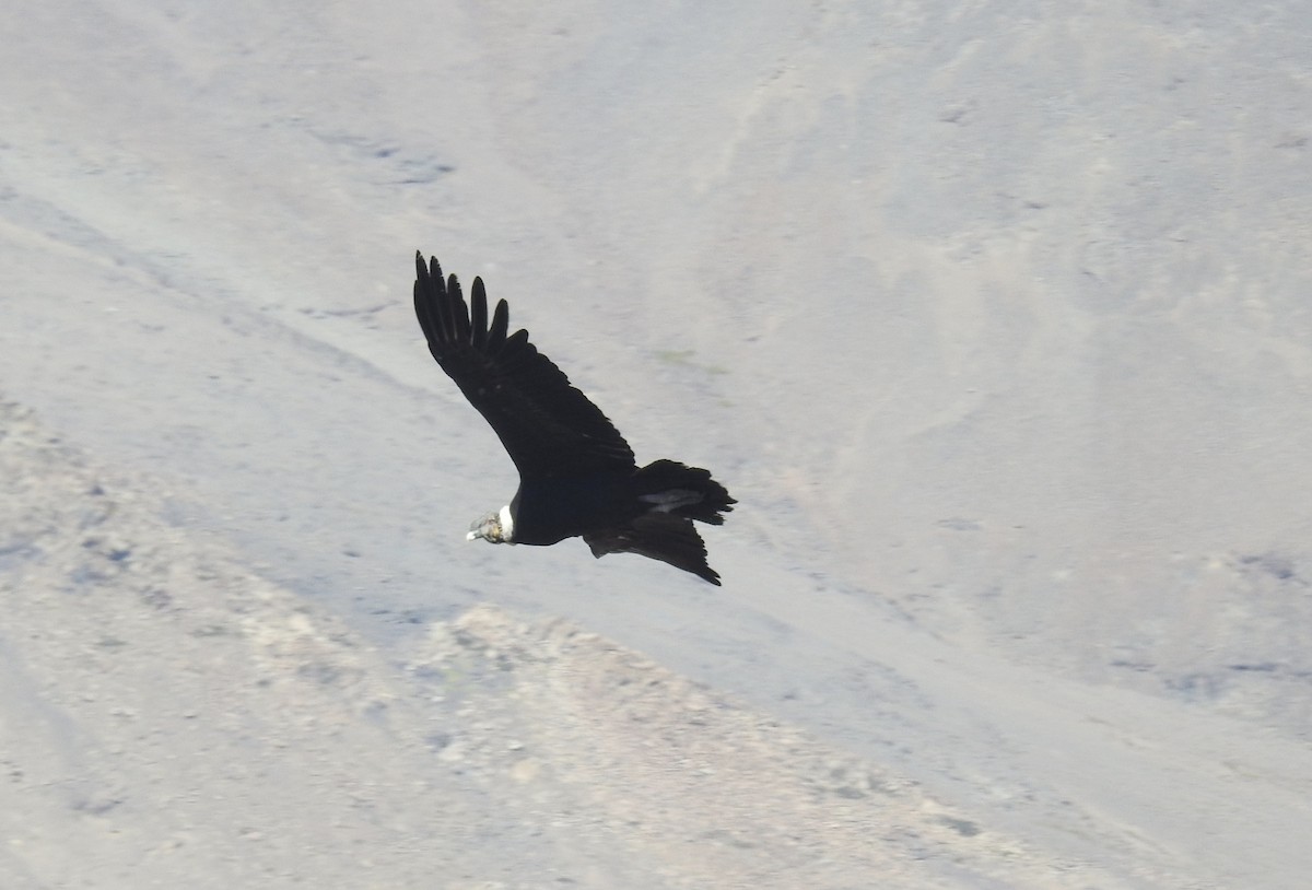 Andean Condor - ML617269480