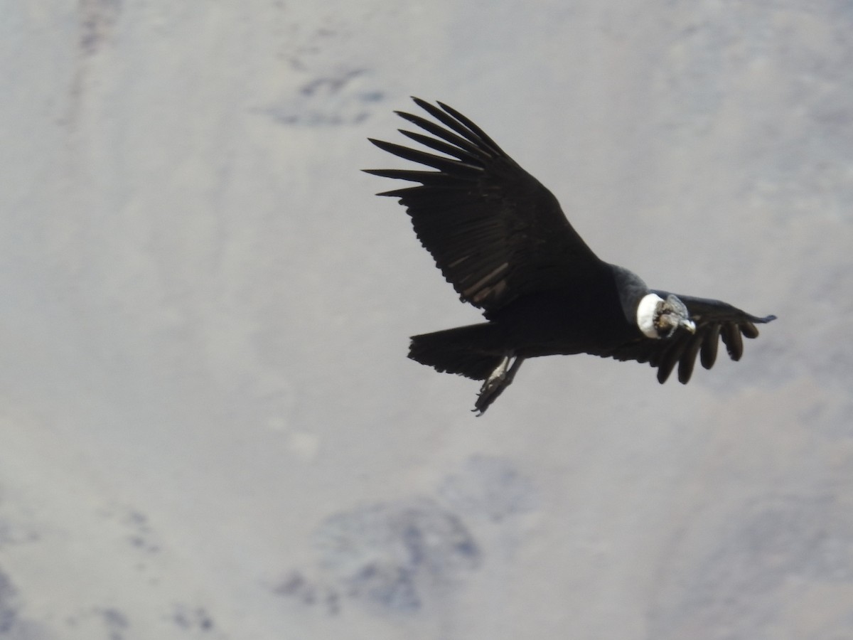 Andean Condor - David Cristóbal Huertas