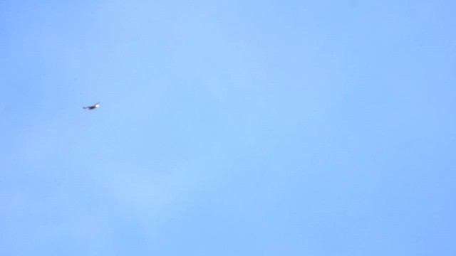 Pygargue à queue blanche - ML617269494