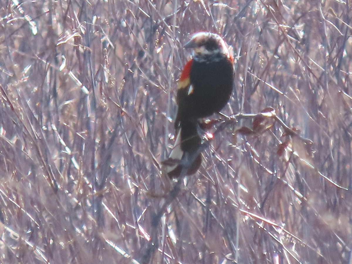 Red-winged Blackbird - ML617269698