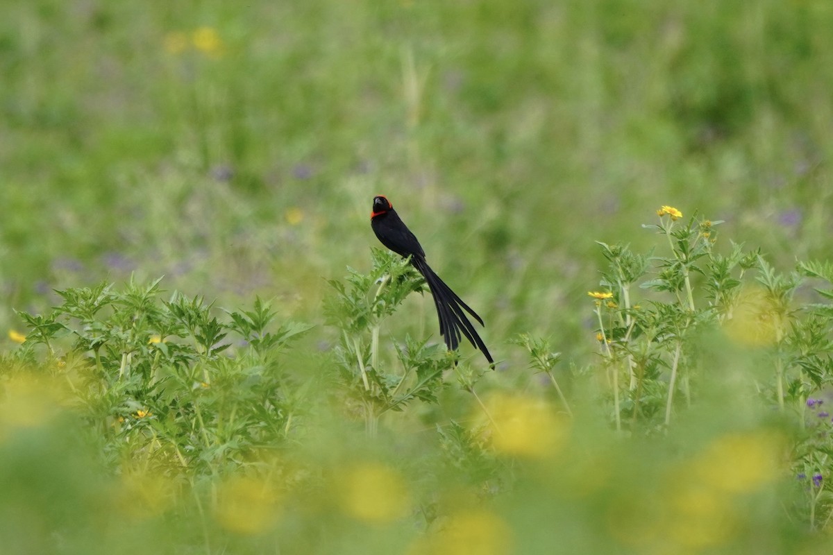 Red-cowled Widowbird - ML617269753