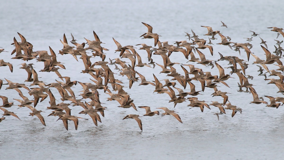 Marbled Godwit - Jan Andersson