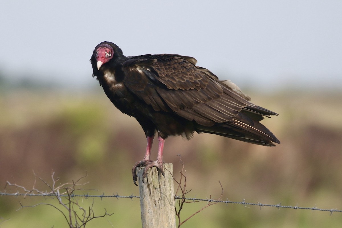 Turkey Vulture - Warwick Board