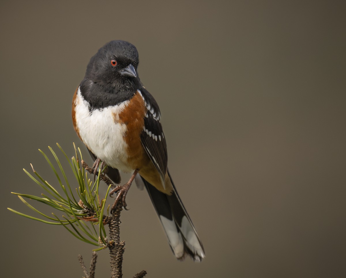 Spotted Towhee - ML617270067